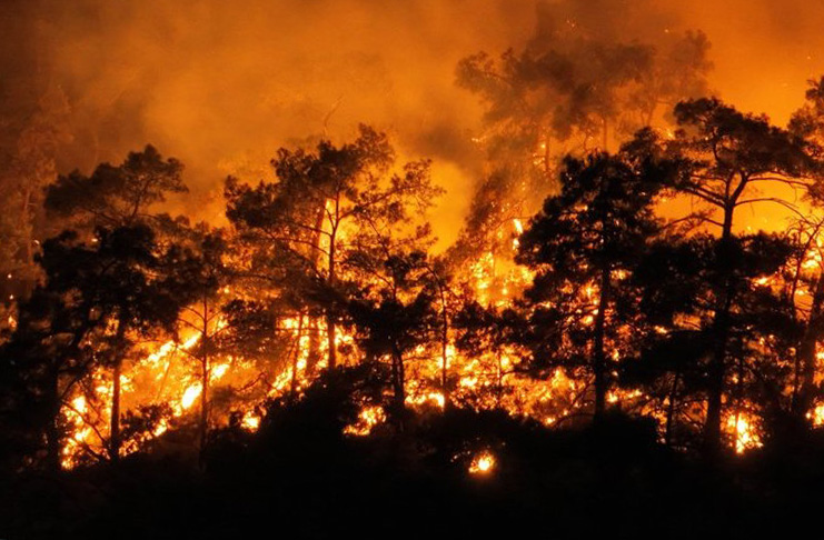 Antalya Kemer'deki orman yangınından trajik görüntüler! Yemyeşil doğa küle döndü.